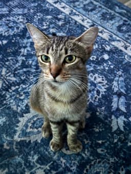 Cinnamon image 1
