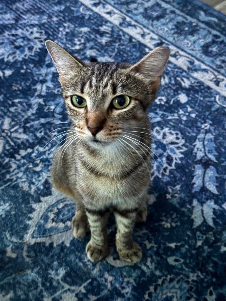 Cinnamon - Tabby