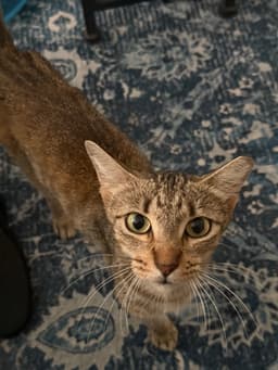 Cinnamon image 3