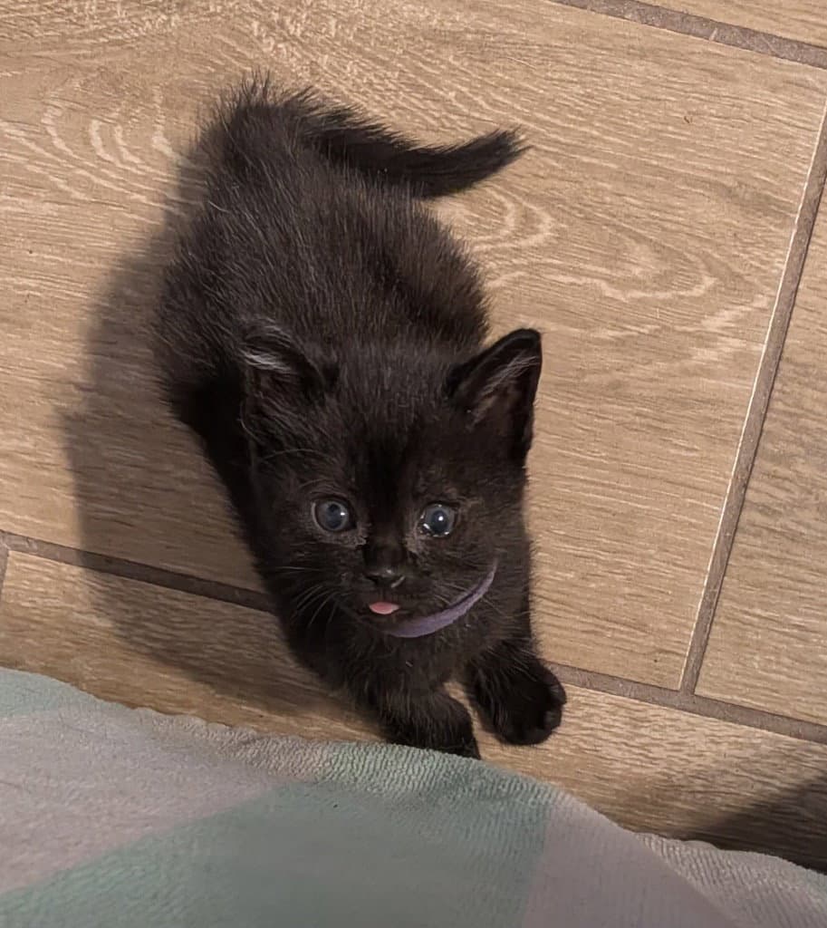 Sabin - Domestic Short Hair