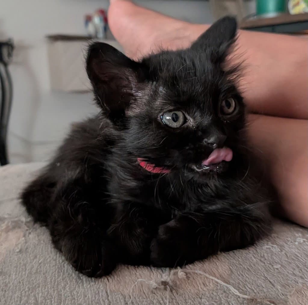 Jilly - Domestic Long Hair