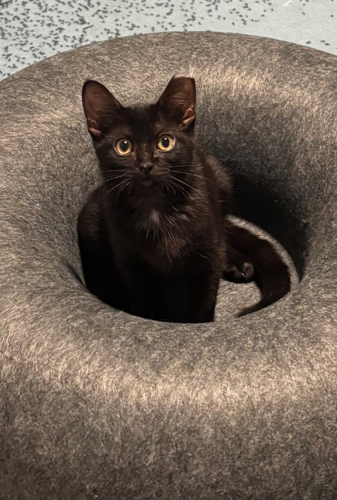 Helga - Domestic Short Hair