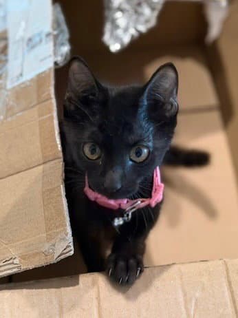 Fenway - Domestic Short Hair