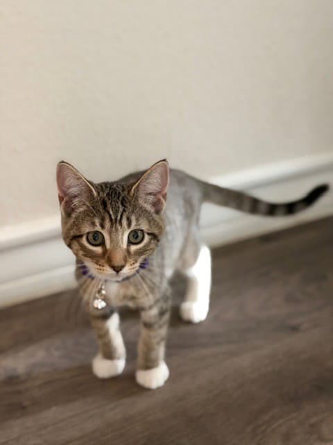 Peeko - Domestic Short Hair