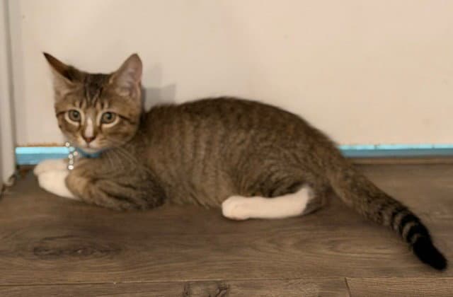 Hatch - Tabby