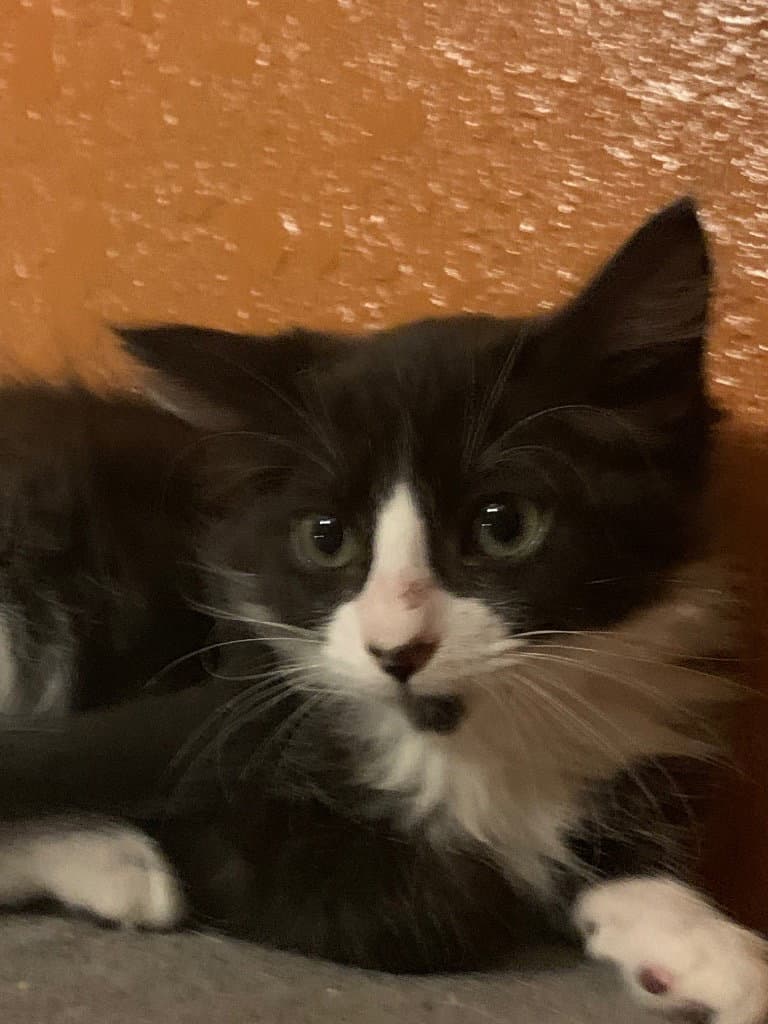 Skim Milk - Domestic Short Hair