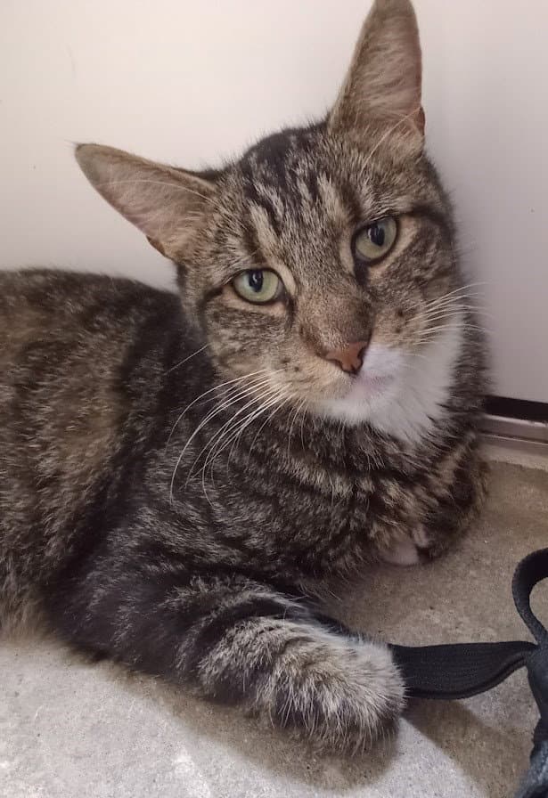Carleton - Domestic Short Hair