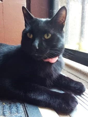 Ellington - Domestic Short Hair