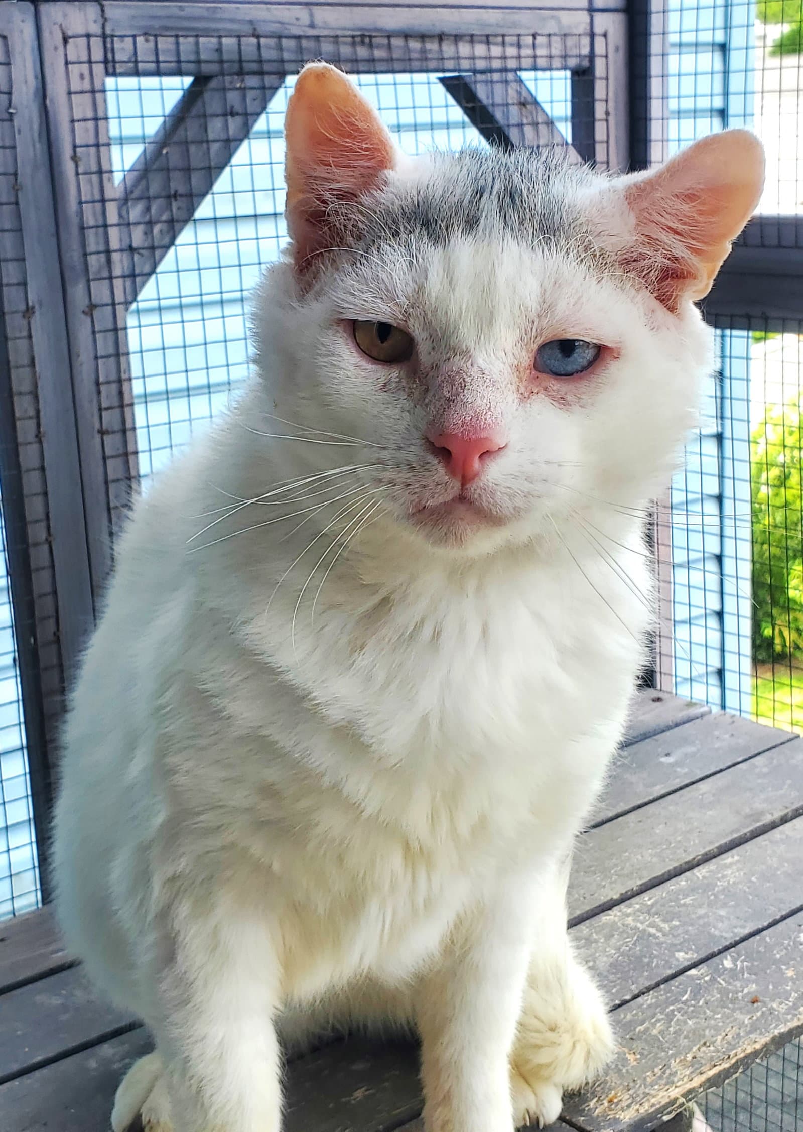 Sugar Ray - Domestic Short Hair