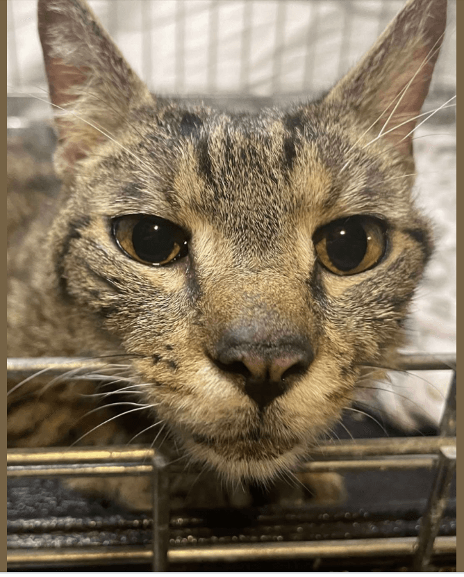Nova - Domestic Short Hair