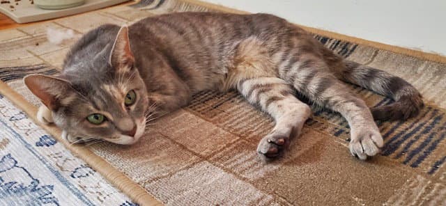 Essie - Domestic Short Hair