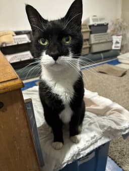 Buddy image 1
