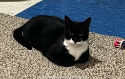 Buddy image 2