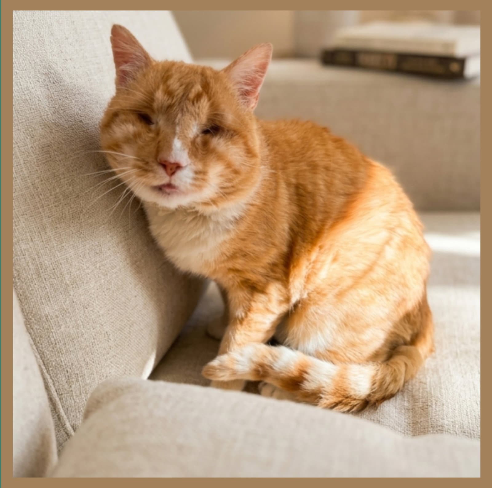 Nacho - Domestic Short Hair