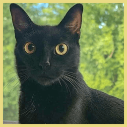 Sonny image 1