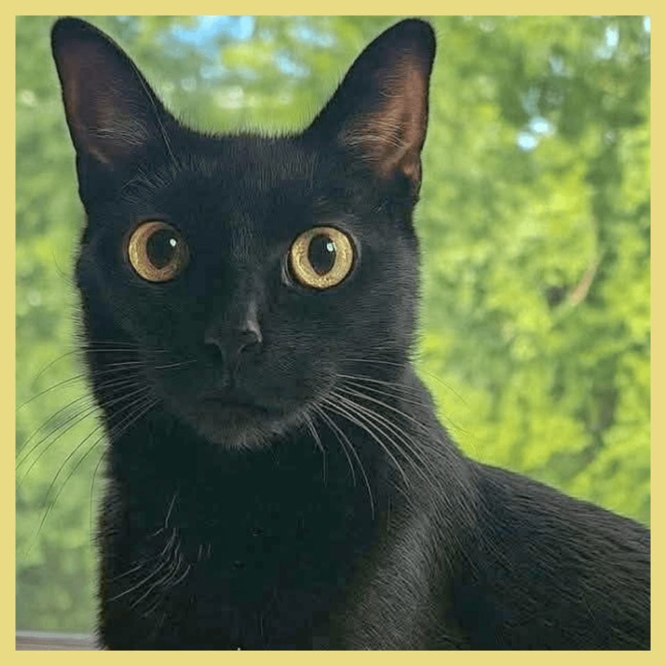 Sonny - Domestic Short Hair