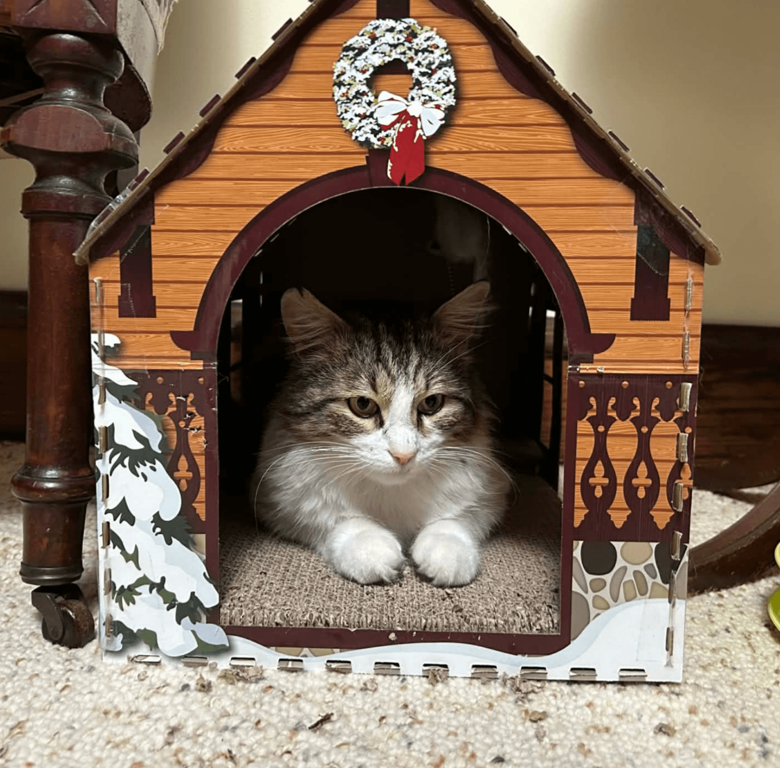 Pavarotti - Domestic Medium Hair