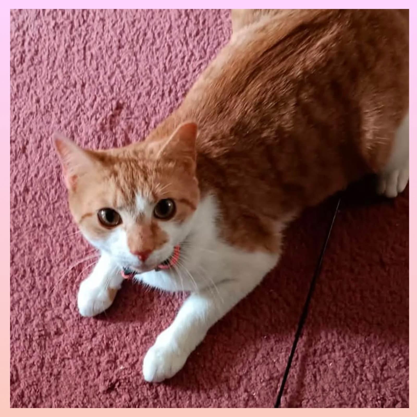 Sandy - Domestic Short Hair