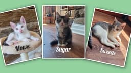 Sweetie Sugar And Mouse image 1