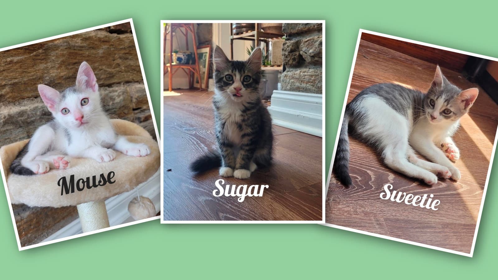 Sweetie Sugar And Mouse - Domestic Medium Hair