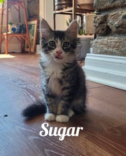 Sweetie Sugar And Mouse image 2