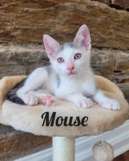 Sweetie Sugar And Mouse image 3