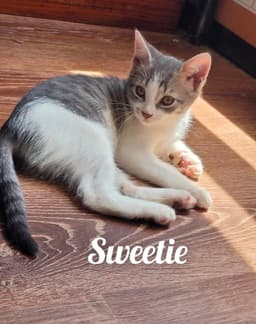 Sweetie Sugar And Mouse image 4