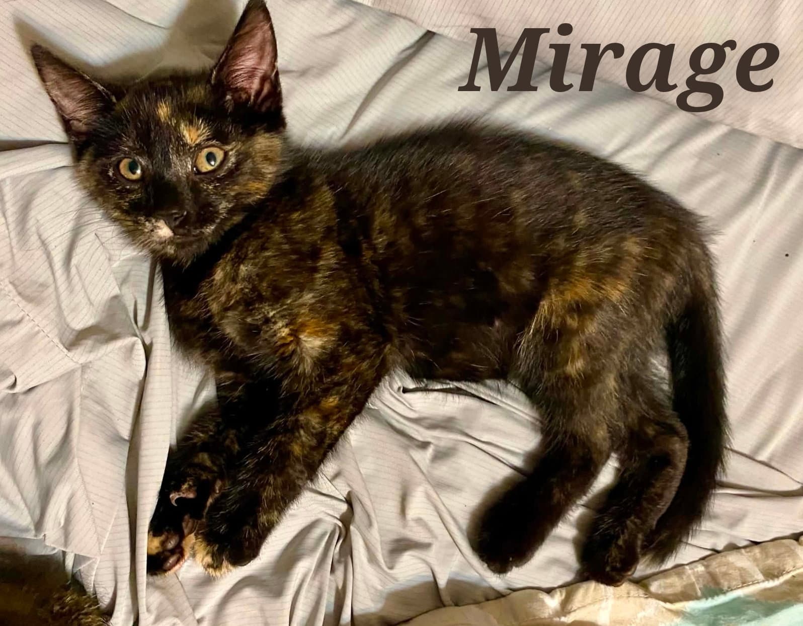 Mirage - Domestic Short Hair