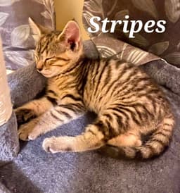 Stripes image 1