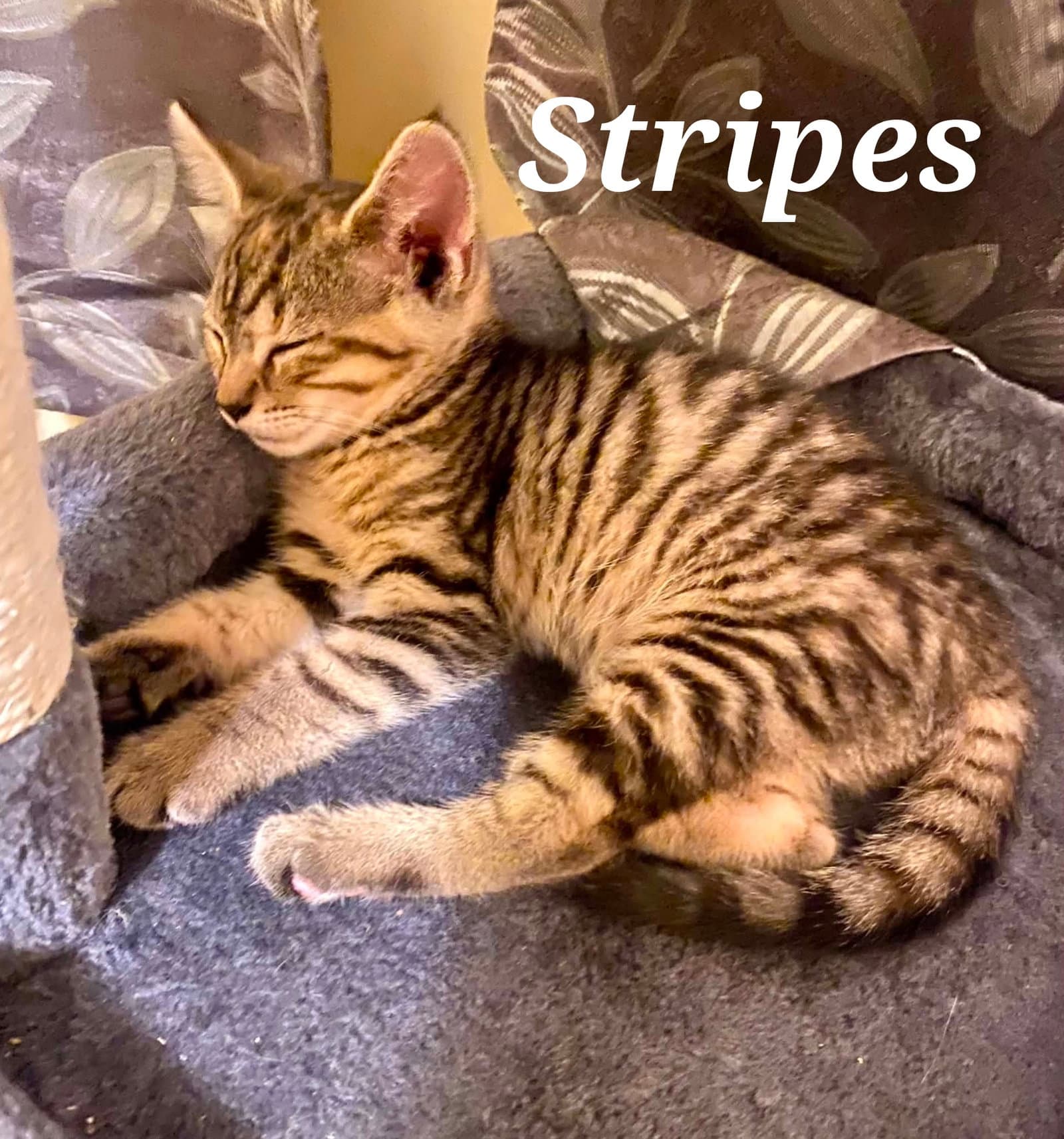 Stripes - Domestic Short Hair
