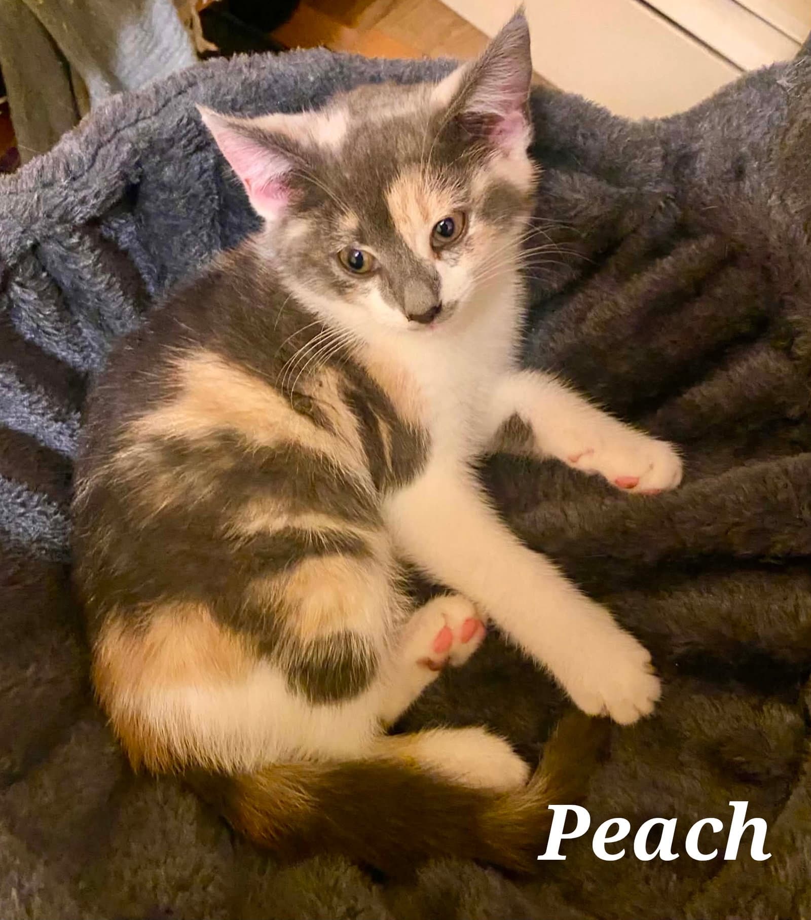 Peach - Domestic Short Hair