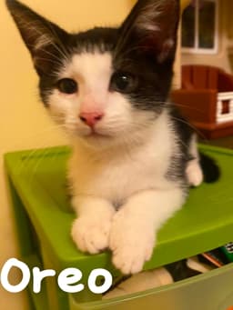 Oreo image 1