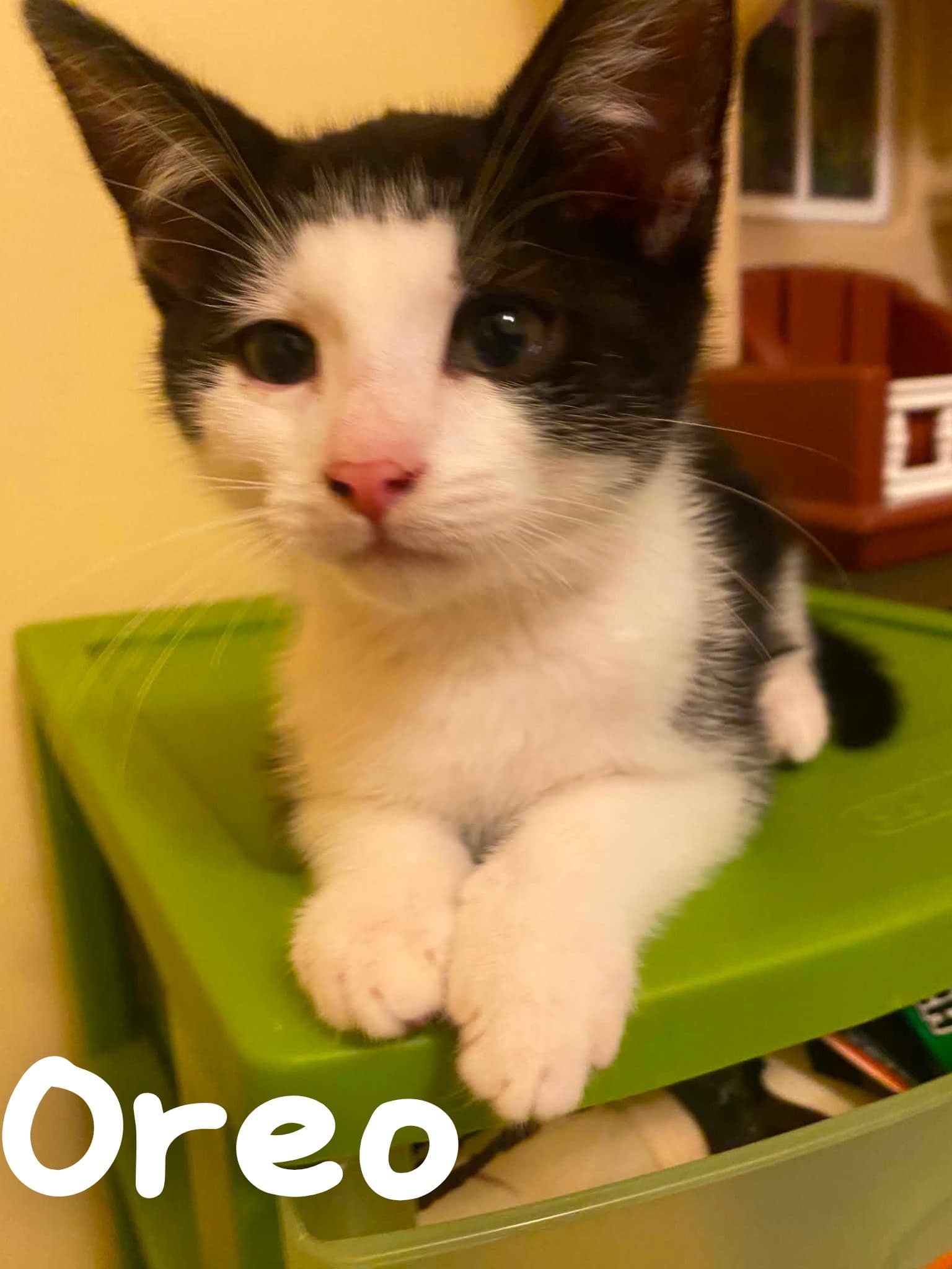 Oreo - Domestic Short Hair