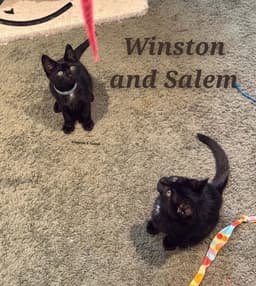 Winston  Salem image 1