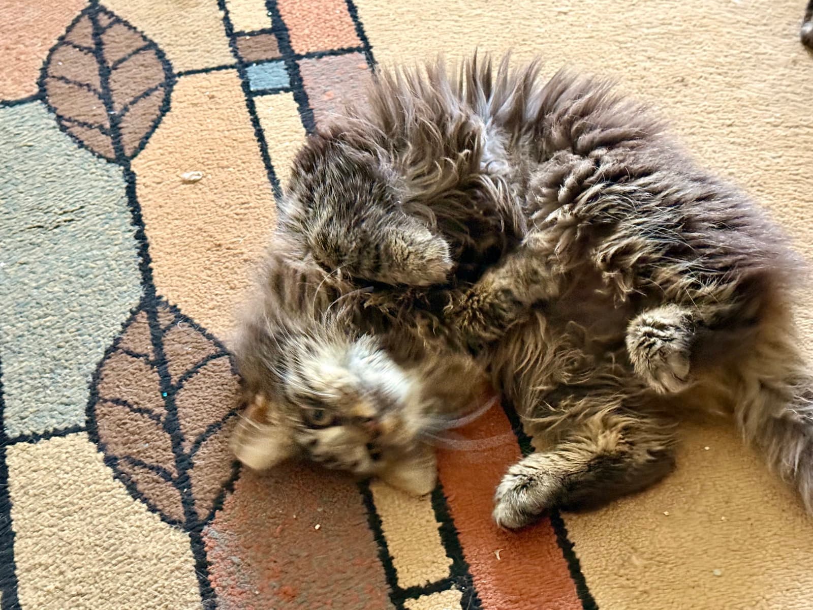 Meg - Domestic Medium Hair
