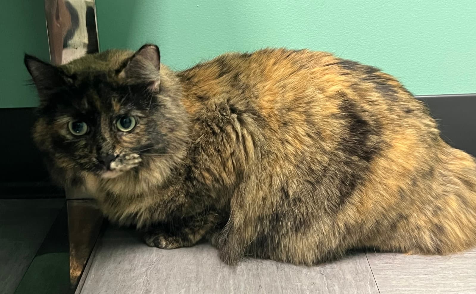 Daisy - Tortoiseshell