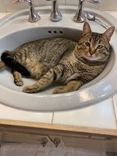 Vance - Tabby