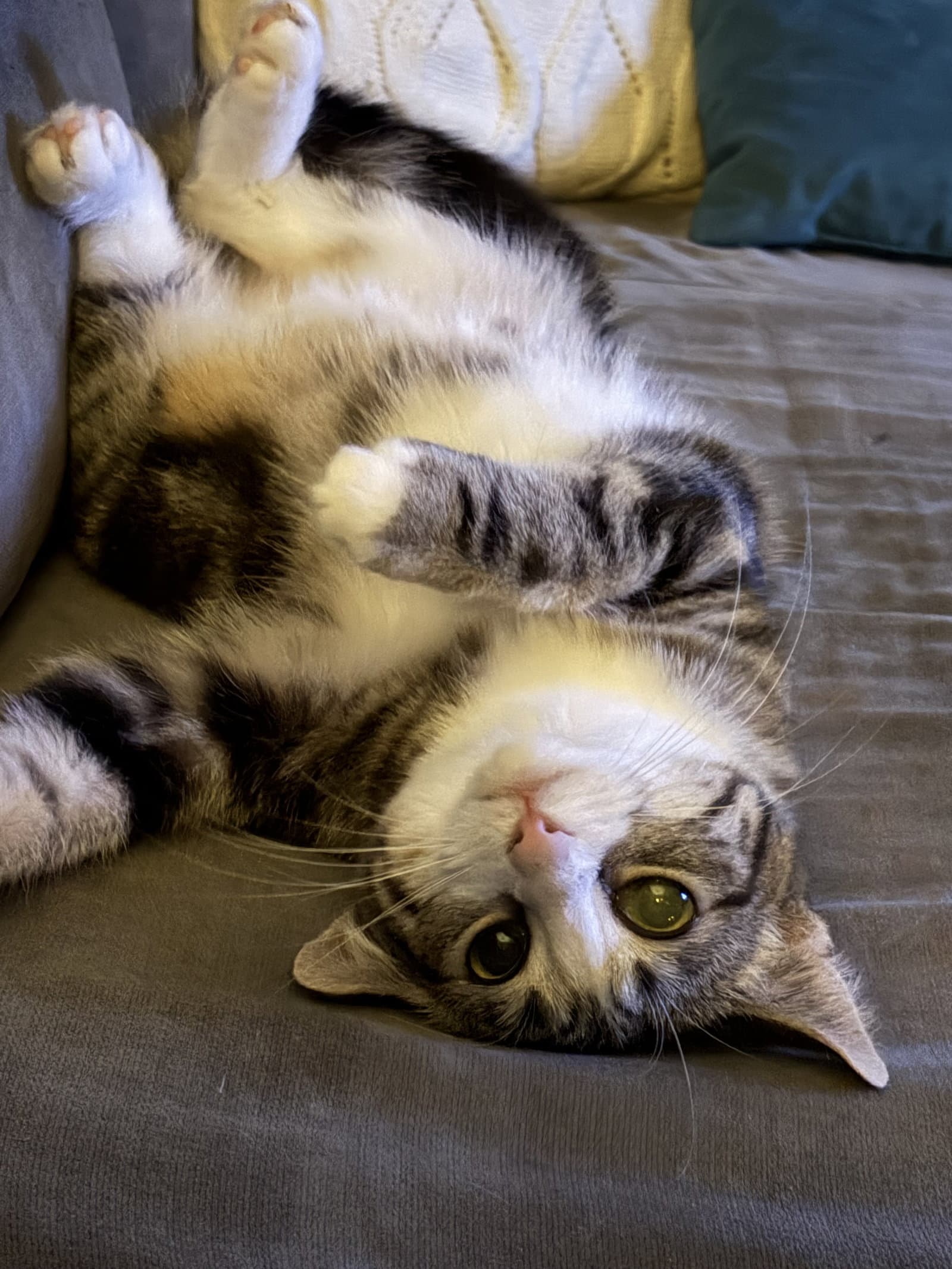 Shelly - Tabby