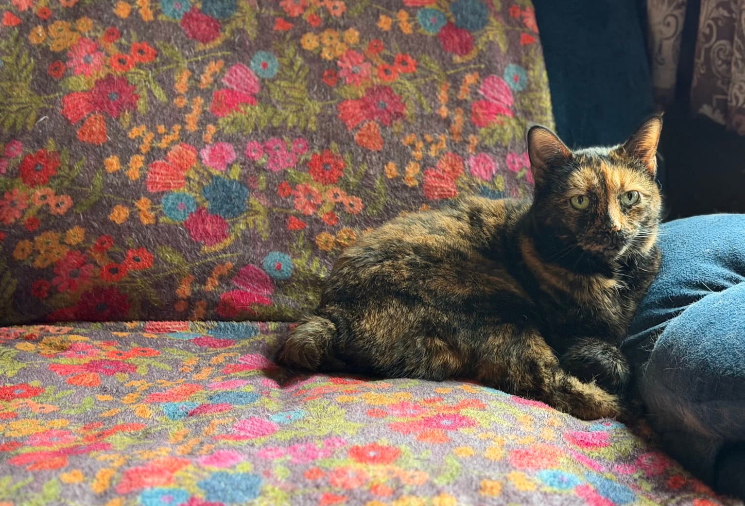Allie - Tortoiseshell