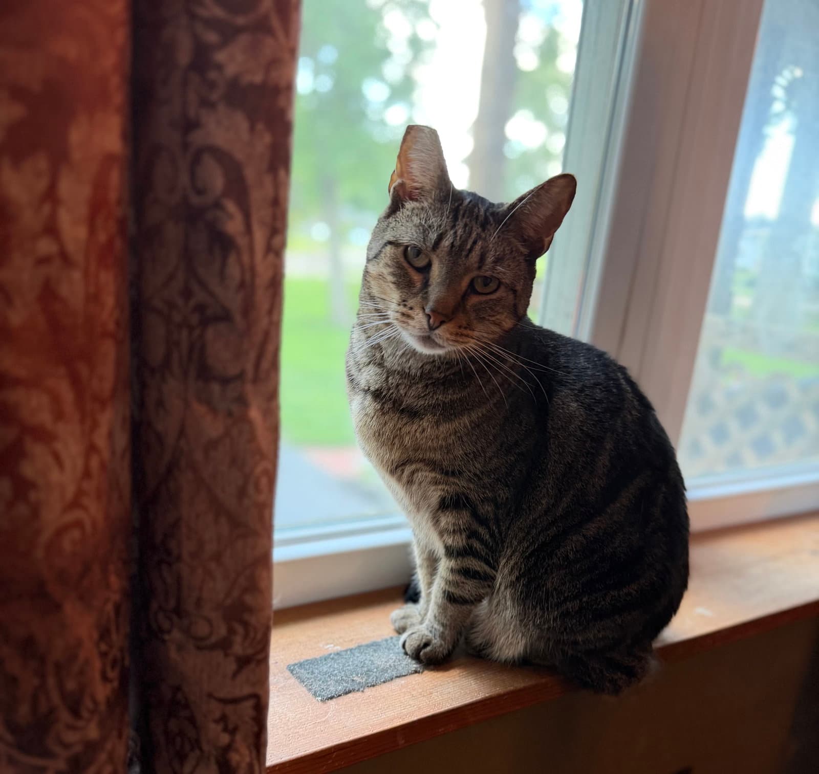 Slim - Tabby
