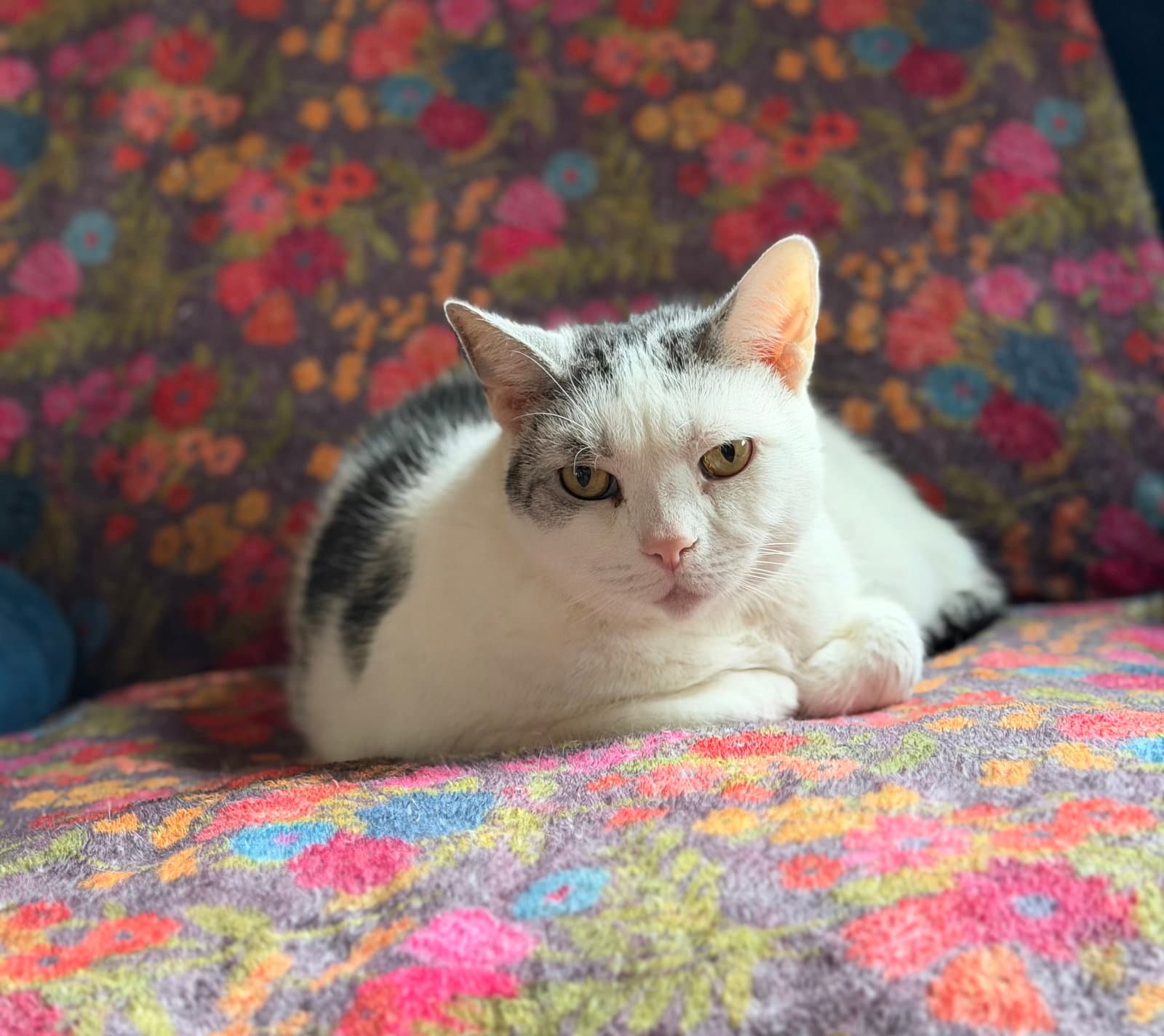 Scooter - Domestic Short Hair