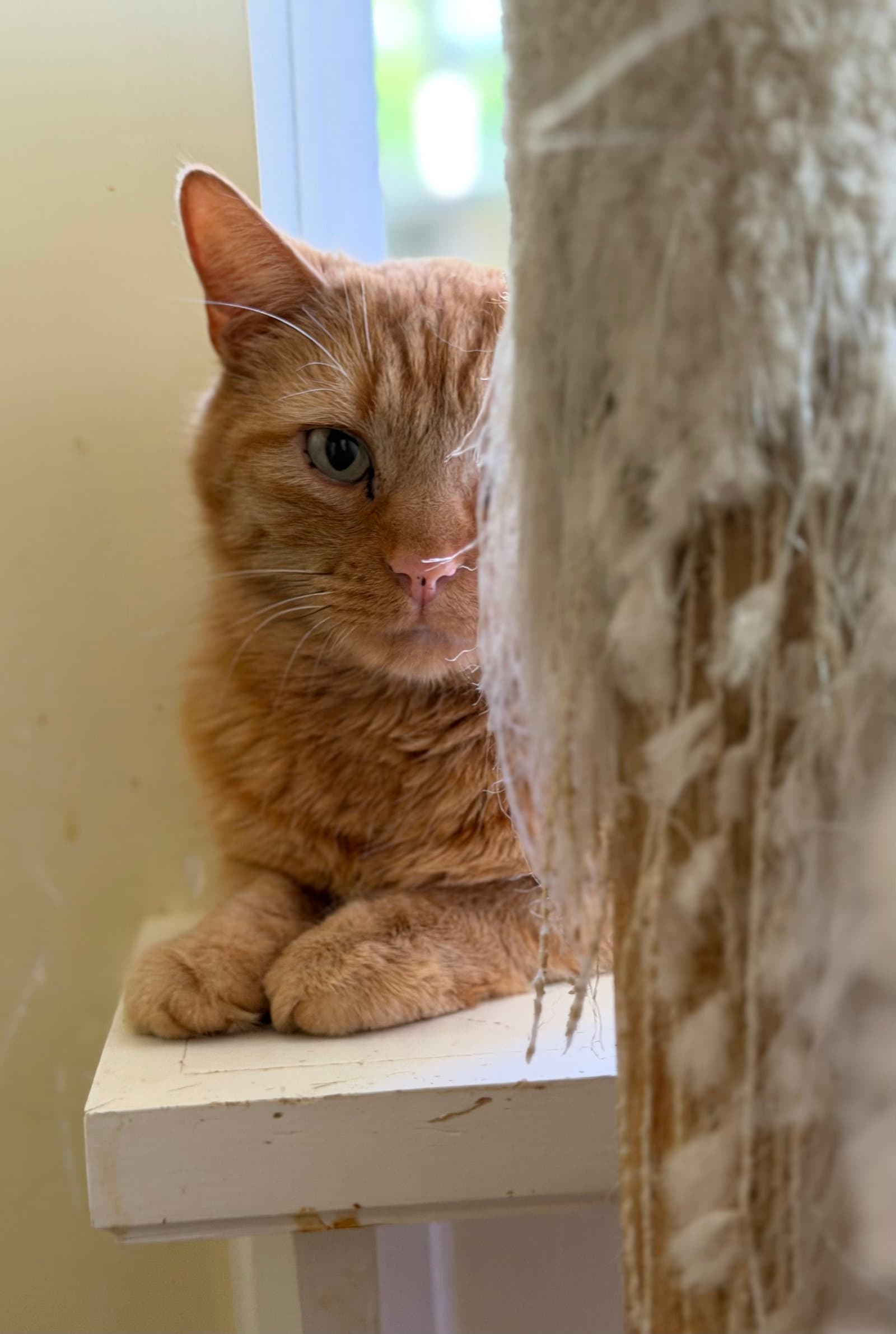 Roman - Domestic Short Hair