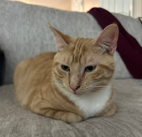 Hank - Domestic Short Hair