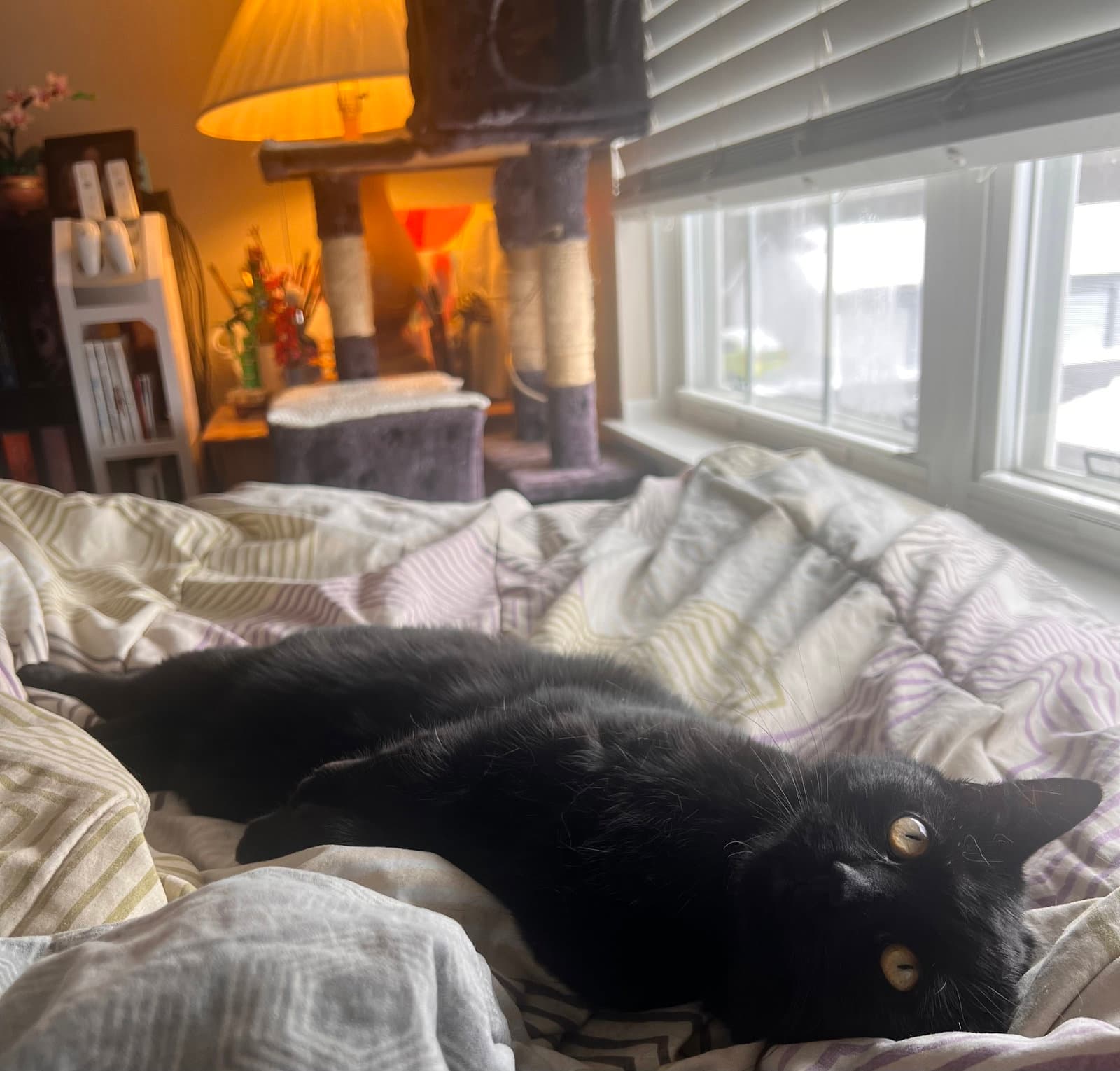 Juniper - Domestic Short Hair
