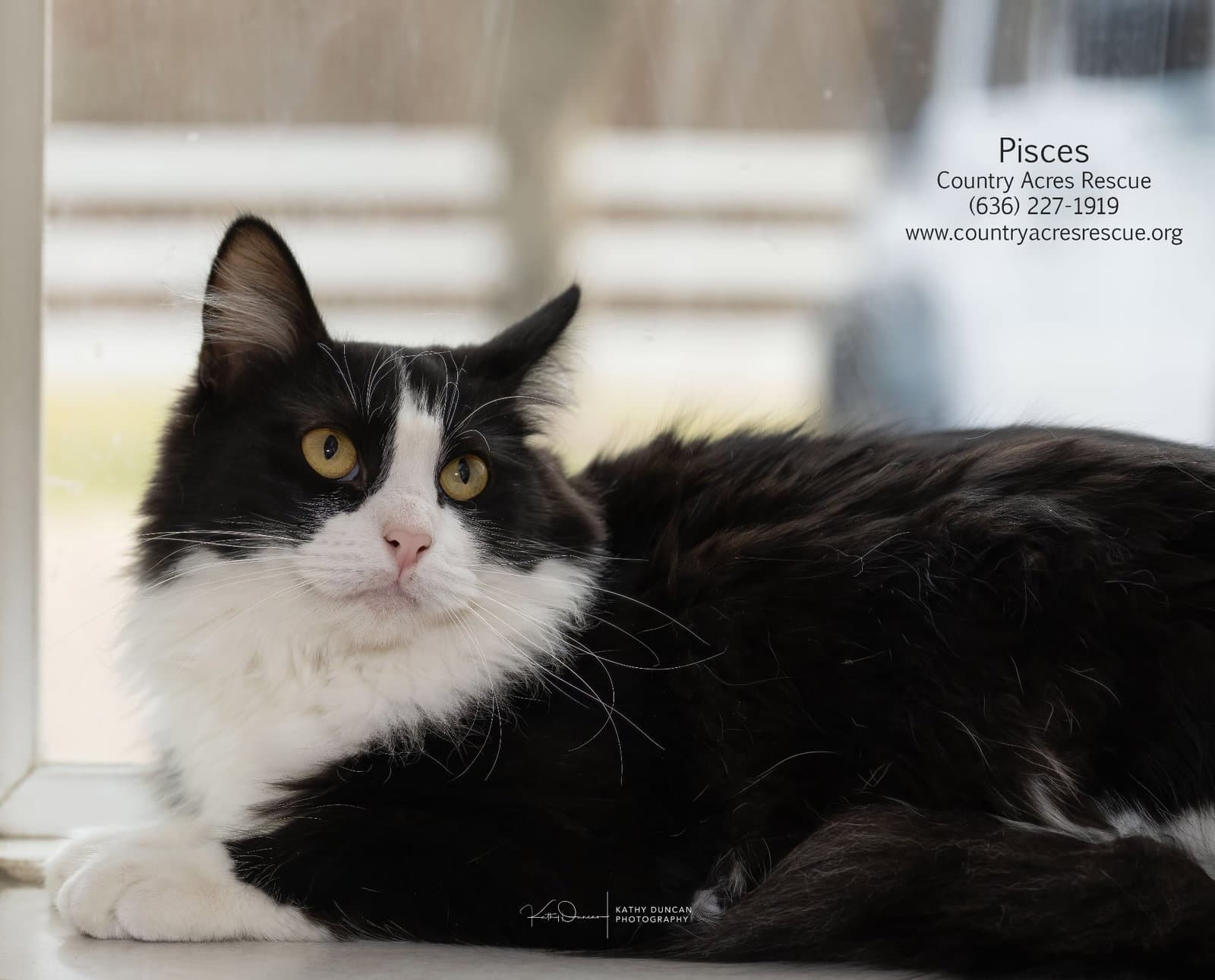 Pisces - Domestic Medium Hair