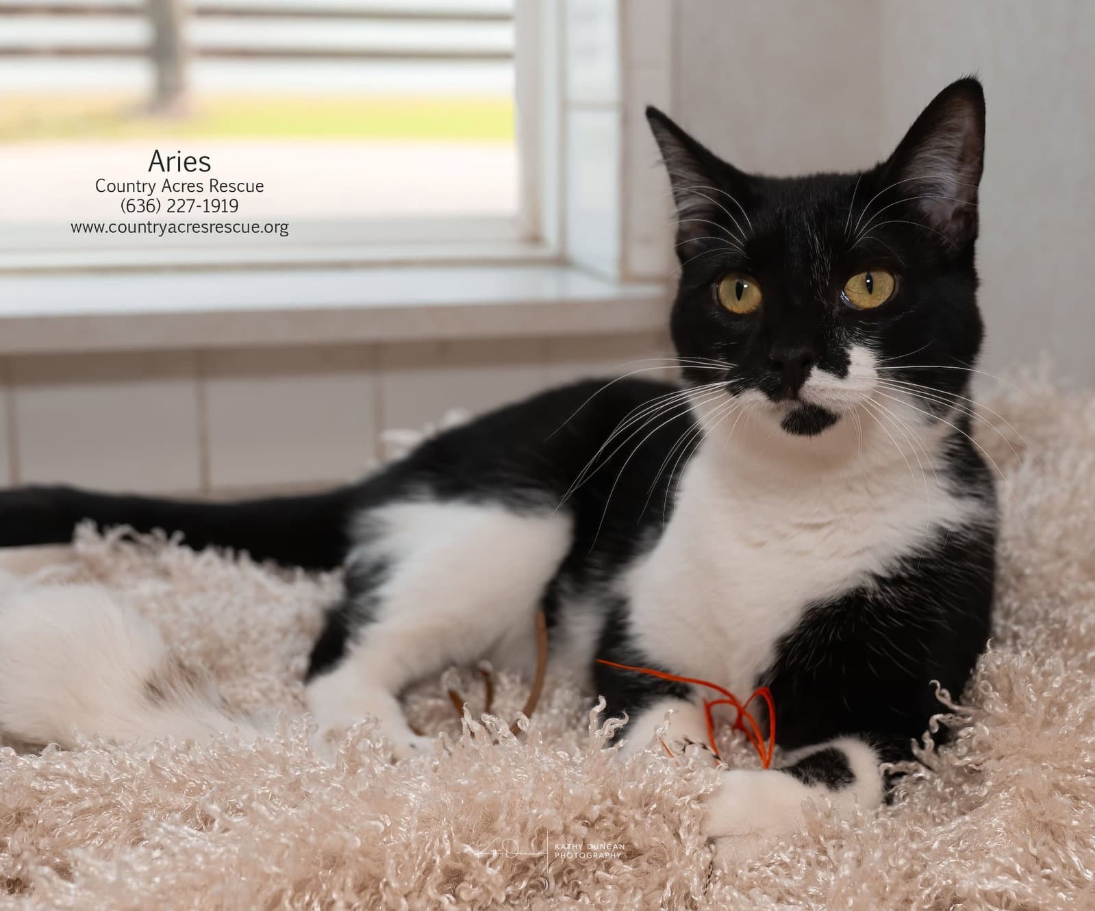 Aries - Domestic Short Hair