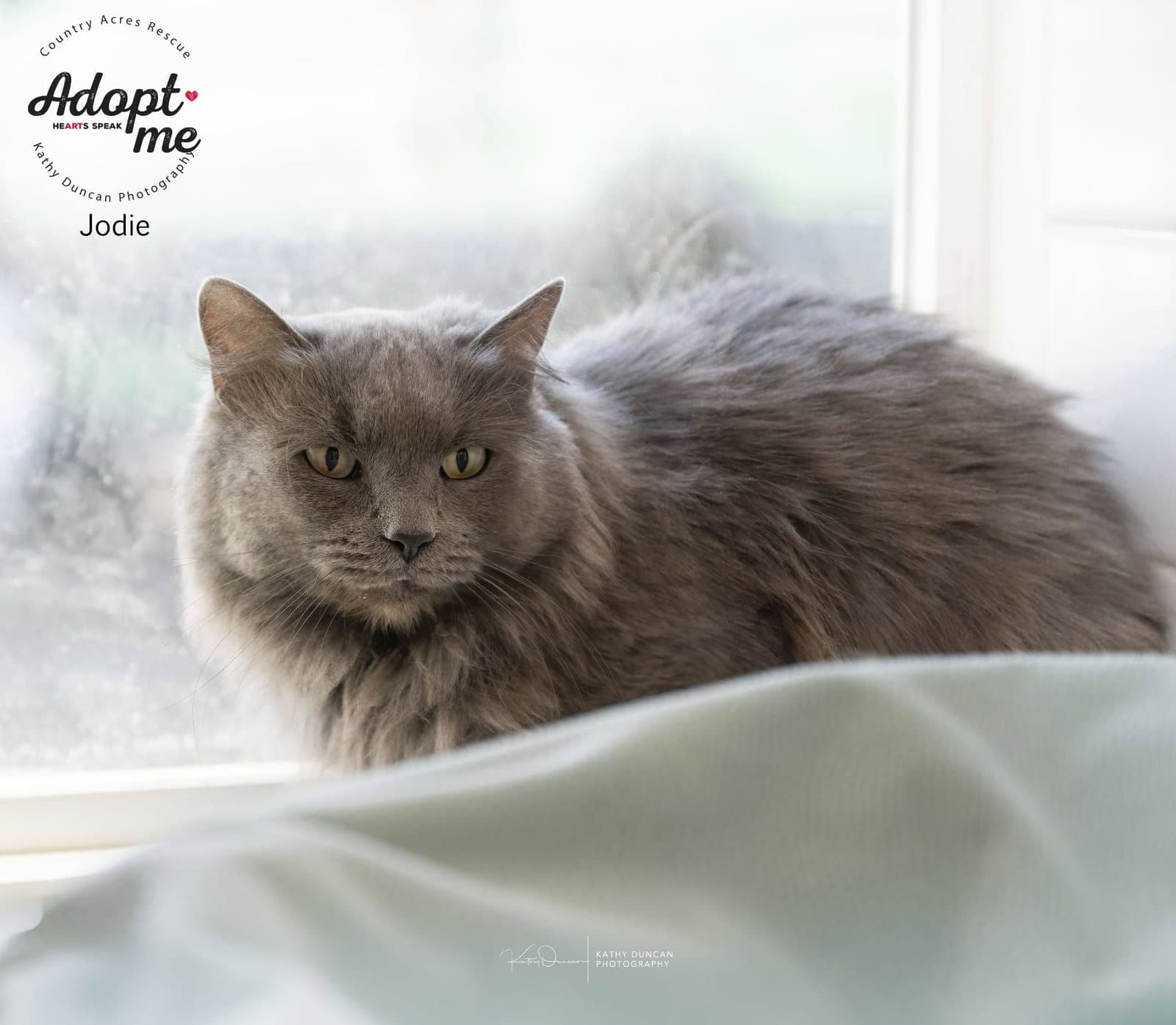 Jodie - Domestic Medium Hair
