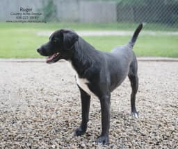 Ruger image 1