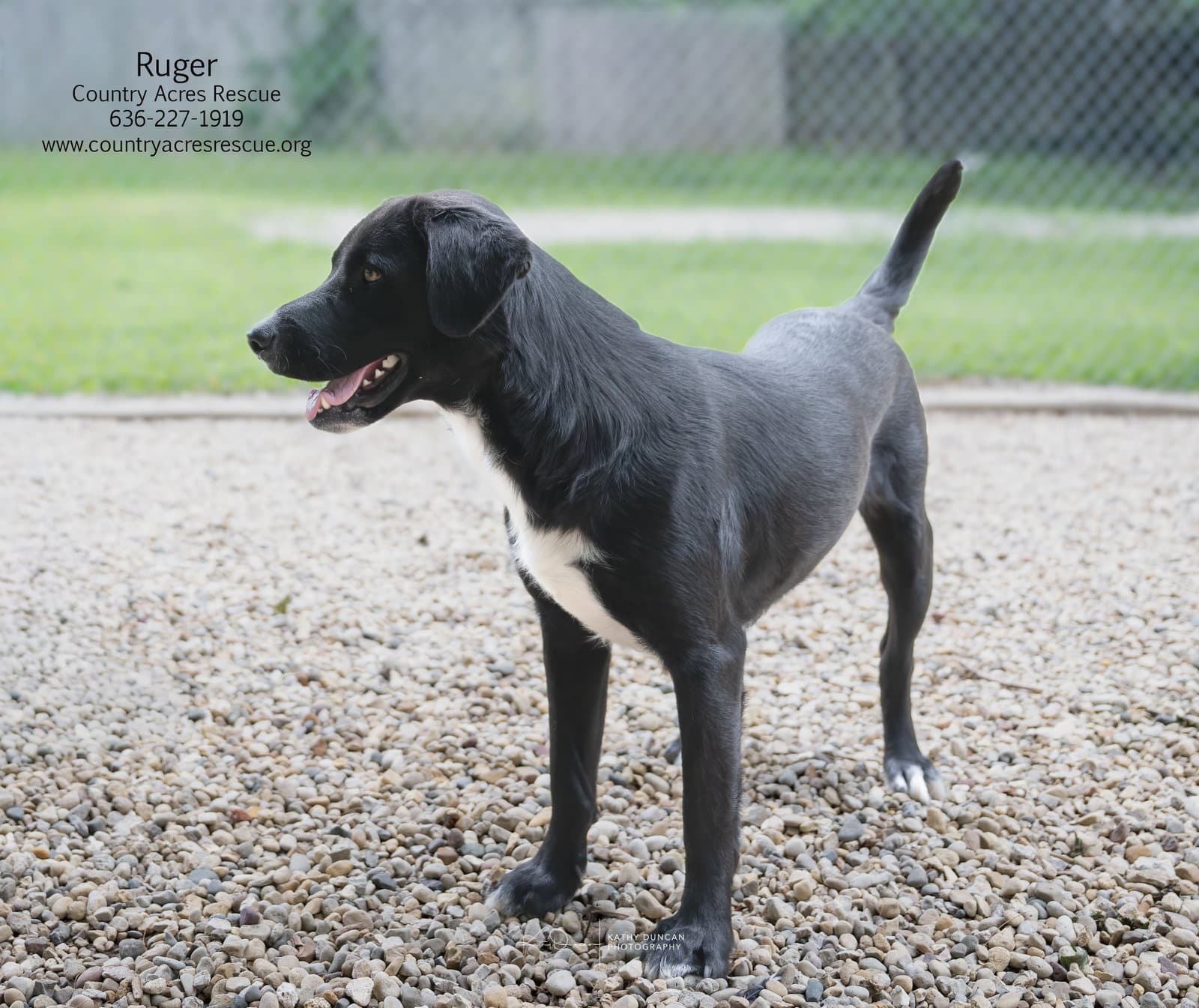 Ruger - Retriever