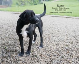 Ruger image 3